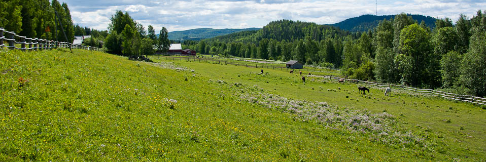 Paimentupa Paimentupa Kolin vaaramaisemassa